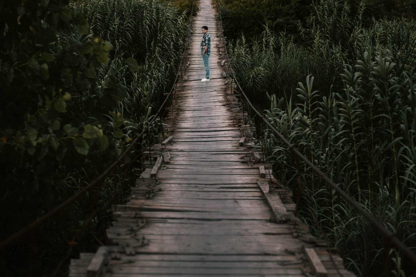 A person standing alone on a narrow, weathered bridge surrounded by tall green reeds.